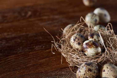 Seçici odak, yakın, kavramsal natürmort bıldırcın ile saman yuvada koyu ahşap arka plan üzerinde yumurta.