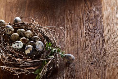 Willow yuva ile Bıldırcın yumurta koyu ahşap arka plan, üstten görünüm, yakın çekim, seçici odak