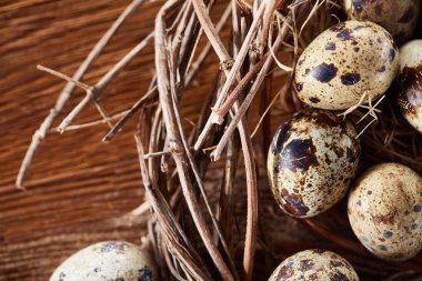 Willow yuva ile Bıldırcın yumurta koyu ahşap arka plan, üstten görünüm, yakın çekim, seçici odak