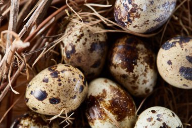 Willow yuva ile Bıldırcın yumurta koyu ahşap arka plan, üstten görünüm, yakın çekim, seçici odak