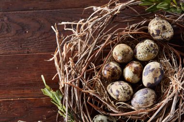 Willow yuva ile Bıldırcın yumurta koyu ahşap arka plan, üstten görünüm, yakın çekim, seçici odak
