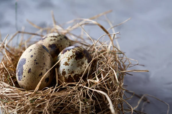 Fogalmi csendélet fürj tojás széna fészek felett szürke háttér, közelkép, szelektív összpontosít — Stock Fotó