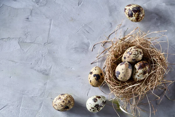 Nature morte conceptuelle avec œufs de caille dans le nid de foin sur fond gris, gros plan, mise au point sélective — Photo