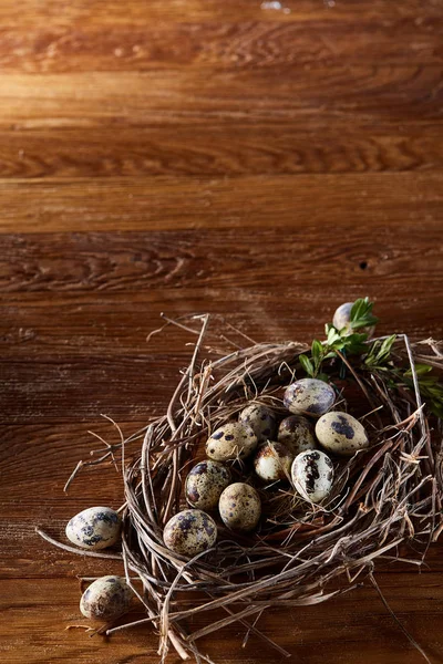 Willow boet med vaktel ägg på mörk trä bakgrund, ovanifrån, närbild, selektiv fokus — Stockfoto