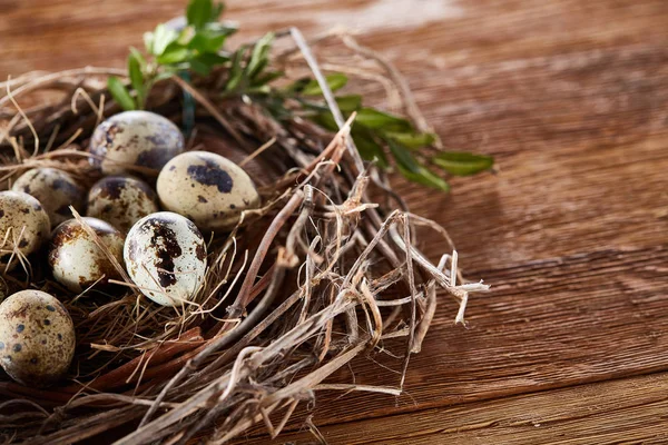Гніздо верби з перепелиними яйцями на темному дерев'яному фоні, вид зверху, крупним планом, вибірковий фокус — стокове фото