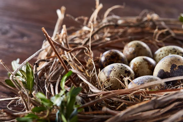 Гніздо верби з перепелиними яйцями на темному дерев'яному фоні, вид зверху, крупним планом, вибірковий фокус — стокове фото