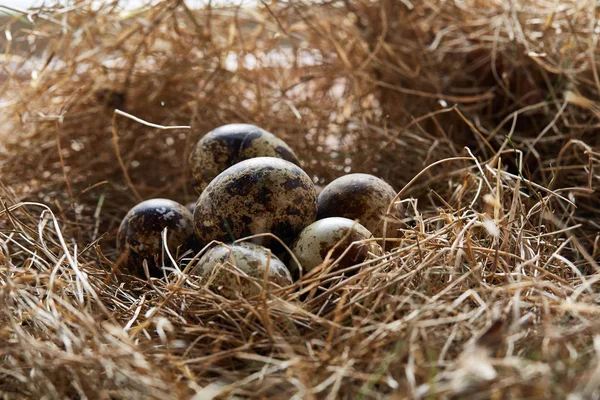 Pojęciowy Martwa natura z przepiórczych jaj w gnieździe siana, bliska, Selektywny fokus — Zdjęcie stockowe