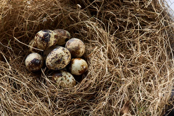 Pojęciowy Martwa natura z przepiórczych jaj w gnieździe siana, bliska, Selektywny fokus — Zdjęcie stockowe