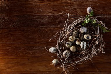 Willow yuva ile Bıldırcın yumurta koyu ahşap arka plan, üstten görünüm, yakın çekim, seçici odak