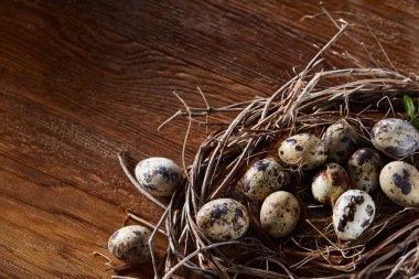 Willow yuva ile Bıldırcın yumurta koyu ahşap arka plan, üstten görünüm, yakın çekim, seçici odak
