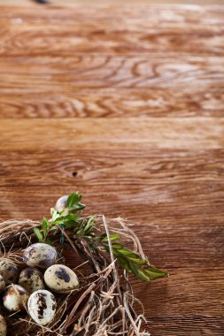 Willow yuva ile Bıldırcın yumurta koyu ahşap arka plan, üstten görünüm, yakın çekim, seçici odak