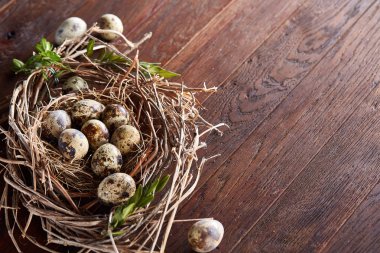 Willow yuva ile Bıldırcın yumurta koyu ahşap arka plan, üstten görünüm, yakın çekim, seçici odak