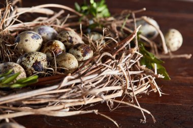 Willow yuva ile Bıldırcın yumurta koyu ahşap arka plan, üstten görünüm, yakın çekim, seçici odak