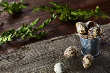 Bıldırcın yumurtası ahşap arka plan, seçici odak üstünde kova ve Şimşir dalında bahar bileşimi