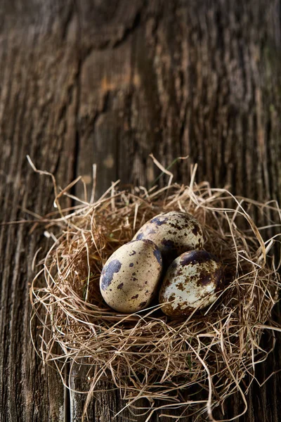 Bodegón conceptual con huevos de codorniz en nido de heno sobre fondo de madera oscura, enfoque selectivo — Foto de Stock