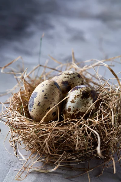 Seçici odak, yakın, kavramsal natürmort bıldırcın ile saman yuvada gri arka plan üzerinde yumurta.