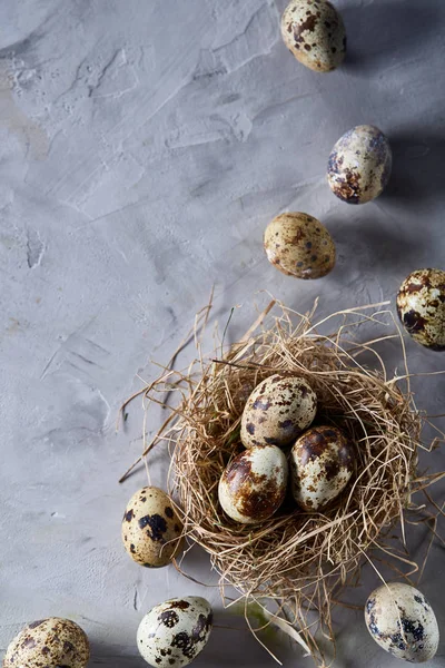 Bodegón conceptual con huevos de codorniz en nido de heno sobre fondo gris, enfoque selectivo — Foto de Stock