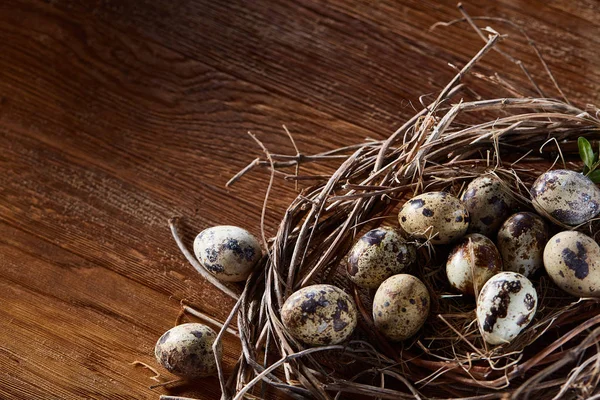 Ninho de salgueiro com ovos de codorna no fundo de madeira escura, vista superior, close-up, foco seletivo — Fotografia de Stock
