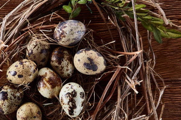 Weidennest mit Wachteleiern auf dunklem Holzgrund, Draufsicht, Nahaufnahme, selektiver Fokus — Stockfoto