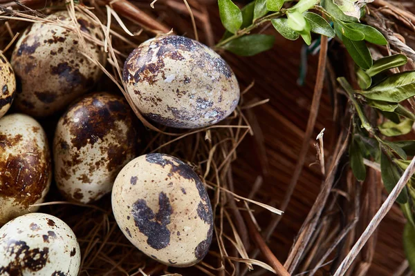 Wierzby gniazdo z przepiórczych jaj na ciemnym tle drewnianych, widok z góry, zbliżenie, selektywnej ostrości — Zdjęcie stockowe