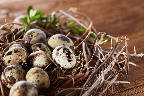 Willow yuva ile Bıldırcın yumurta koyu ahşap arka plan, üstten görünüm, yakın çekim, seçici odak