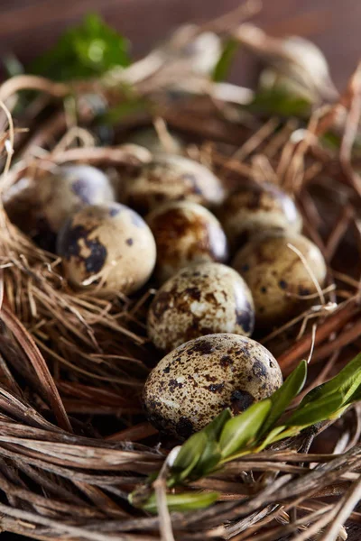 Willow nest with quail eggs on the dark wooden background, top view, close-up, selective focus — Stock Photo, Image