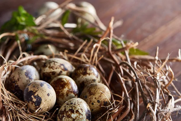 Willow nest with quail eggs on the dark wooden background, top view, close-up, selective focus — Stock Photo, Image