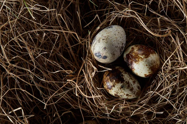 Nature morte conceptuelle avec œufs de caille dans le nid de foin, gros plan, mise au point sélective — Photo