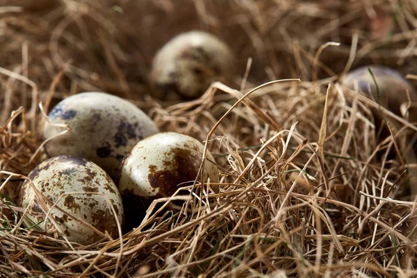 Pojęciowy Martwa natura z przepiórczych jaj w gnieździe siana, bliska, Selektywny fokus — Zdjęcie stockowe