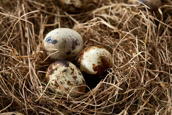 Pojęciowy Martwa natura z przepiórczych jaj w gnieździe siana, bliska, Selektywny fokus — Zdjęcie stockowe