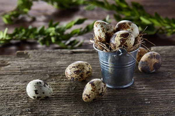 Composition printanière des œufs de caille dans un seau et une branche de buis sur fond bois, mise au point sélective — Photo