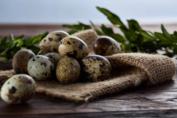 Piramit peçeteye Şimşir dalları ile düzenlenmiş bir ahşap masa, yakın çekim, seçici odak üzerinde bıldırcın yumurtası.