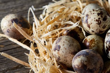 Seçici odak, yakın, kavramsal natürmort bıldırcın ile saman yuvada koyu ahşap arka plan üzerinde yumurta.