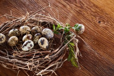 Willow yuva ile Bıldırcın yumurta koyu ahşap arka plan, üstten görünüm, yakın çekim, seçici odak