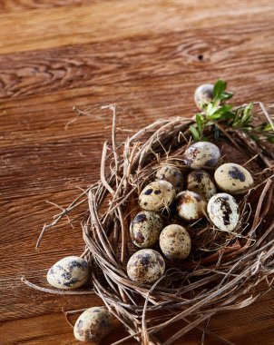 Willow yuva ile Bıldırcın yumurta koyu ahşap arka plan, üstten görünüm, yakın çekim, seçici odak