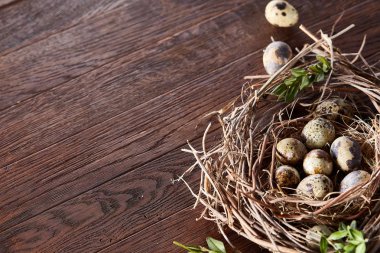 Willow yuva ile Bıldırcın yumurta koyu ahşap arka plan, üstten görünüm, yakın çekim, seçici odak