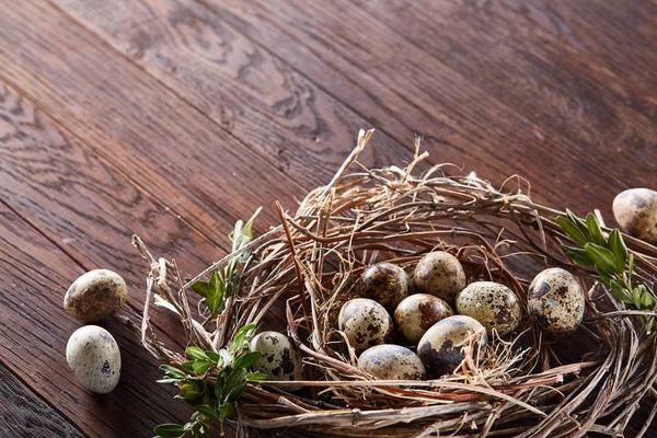 Willow nest with quail eggs on the dark wooden background, top view, close-up, selective focus — Stock Photo, Image