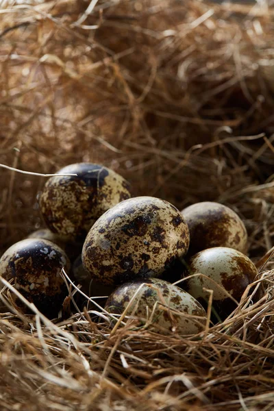 Bodegón conceptual con huevos de codorniz en el nido de heno, de cerca, enfoque selectivo — Foto de Stock