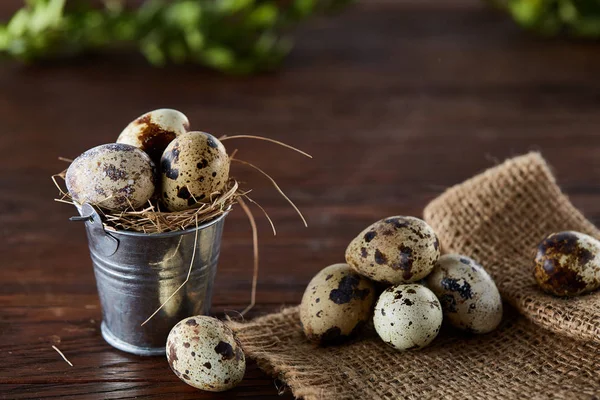 Lente samenstelling van kwarteleitjes in emmer op een linnen servet en buxus tak, selectieve aandacht — Stockfoto