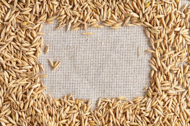 Soyulmamış yulaf taneleri saf masa örtüsü arka plan, üstten görünüm, yakın çekim, makro, seçici odak yığını.