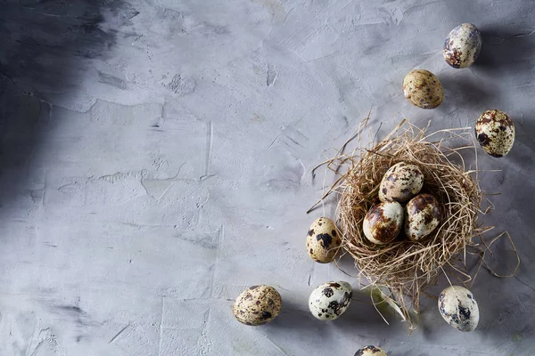 Bodegón conceptual con huevos de codorniz en nido de heno sobre fondo gris, enfoque selectivo — Foto de Stock