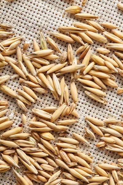 Soyulmamış yulaf taneleri saf masa örtüsü arka plan, üstten görünüm, yakın çekim, makro, seçici odak yığını.