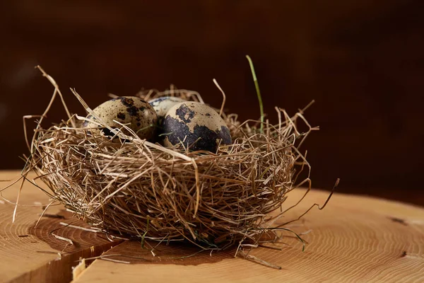 Konceptuella Stilleben med vaktel ägg i hö häckar på en logg, närbild, selektivt fokus — Stockfoto