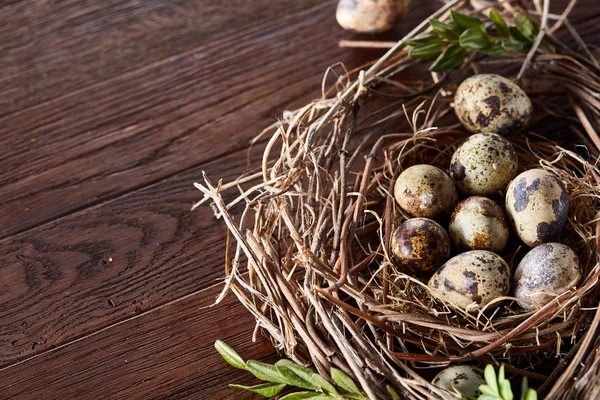 Willow yuva ile Bıldırcın yumurta koyu ahşap arka plan, üstten görünüm, yakın çekim, seçici odak