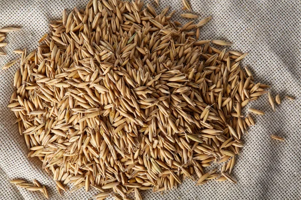 Soyulmamış yulaf taneleri saf masa örtüsü arka plan, üstten görünüm, yakın çekim, makro, seçici odak yığını.