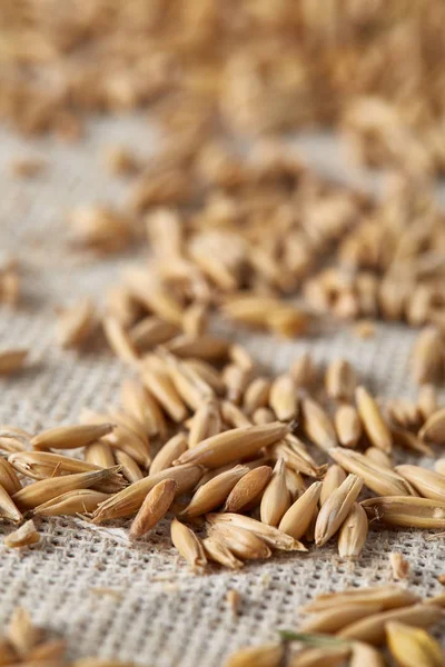 Soyulmamış yulaf taneleri saf masa örtüsü arka plan, üstten görünüm, yakın çekim, makro, seçici odak yığını.