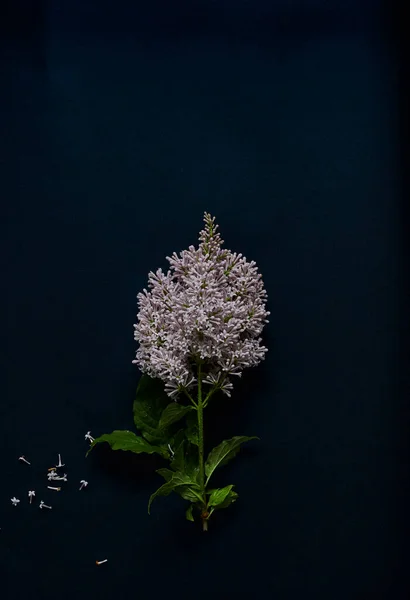 Çiçek açan leylak mavi arka planda izole edilmiş. Bahar leylağı. Leylak dalı