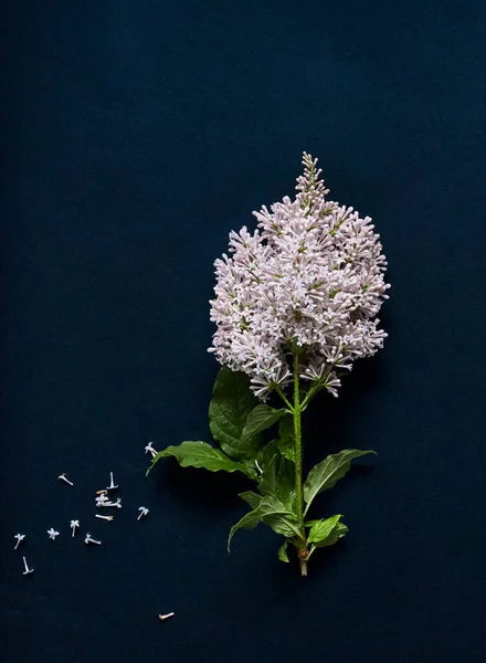Çiçek açan leylak mavi arka planda izole edilmiş. Bahar leylağı. Leylak dalı