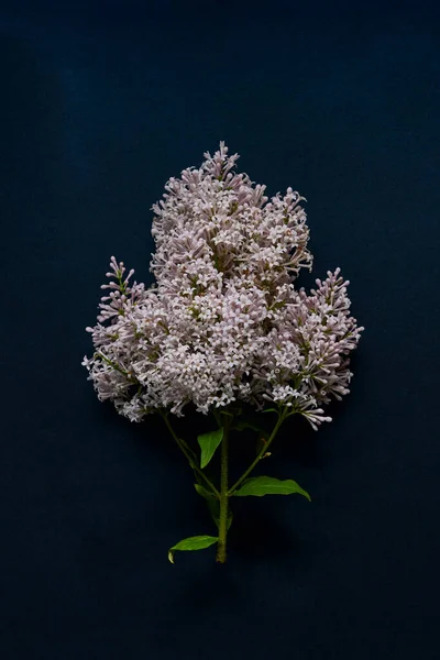 Çiçek açan leylak mavi arka planda izole edilmiş. Bahar leylağı. Leylak dalı