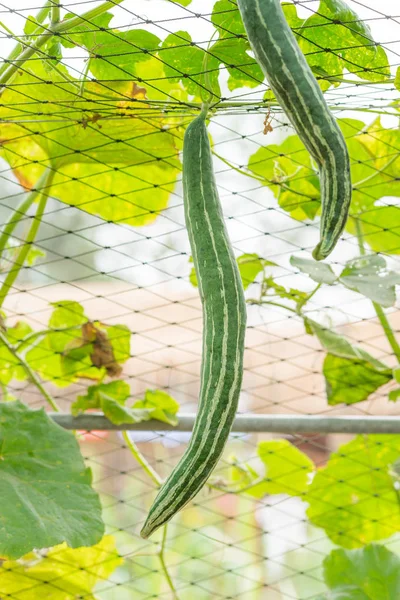 bahçede kabak şişe
